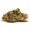 Critical Haze MSC | CBDabassocosto