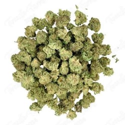 Small Bud - Sweet Cheese